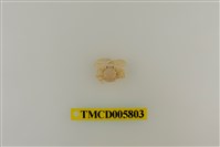 藏品(日本岩瓷蟹)的圖片